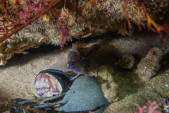 Ruanoho decemdigitatus