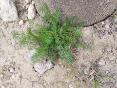 Tripleurospermum inodorum