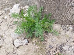 Tripleurospermum inodorum