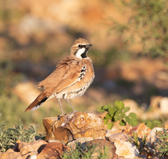 Cinnamon Quail-Thrush photo 2