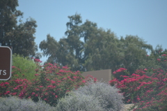 Nerium oleander