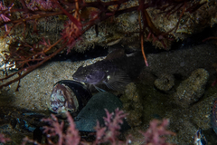 Ruanoho decemdigitatus