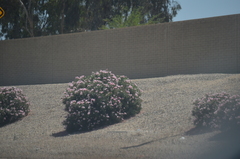 Nerium oleander