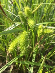 Carex lurida