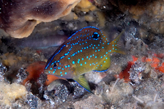 Parma alboscapularis