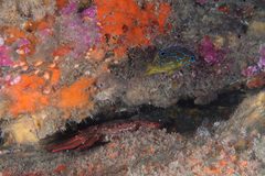 Parma alboscapularis