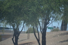 Prosopis juliflora