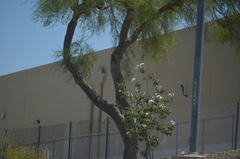 Prosopis