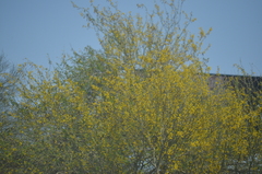 Parkinsonia florida