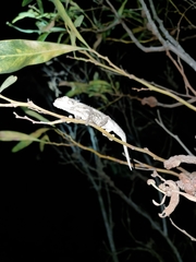 Bradypodion occidentale