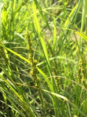Carex vulpinoidea