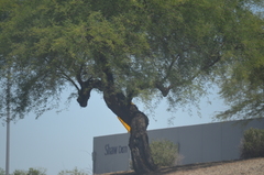 Prosopis juliflora