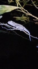 Bradypodion occidentale