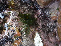 Chaetomorpha coliformis