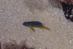 Parma alboscapularis