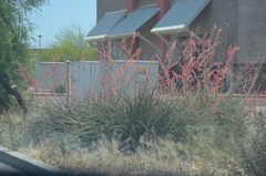 Hesperaloe