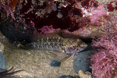 Ruanoho decemdigitatus