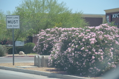 Nerium oleander