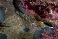 Ruanoho decemdigitatus