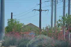 Hesperaloe parviflora