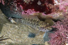 Ruanoho decemdigitatus