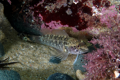 Ruanoho decemdigitatus