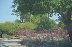 Hesperaloe