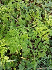 Anthriscus sylvestris