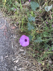 Convolvulus althaeoides