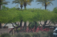 Prosopis juliflora