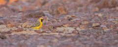 Epthianura aurifrons