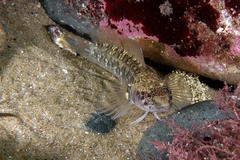 Ruanoho decemdigitatus