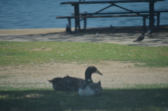 Anas platyrhynchos domesticus