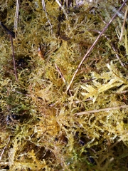 Kindbergia praelonga