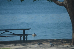 Branta canadensis