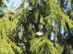 Phylloscopus collybita