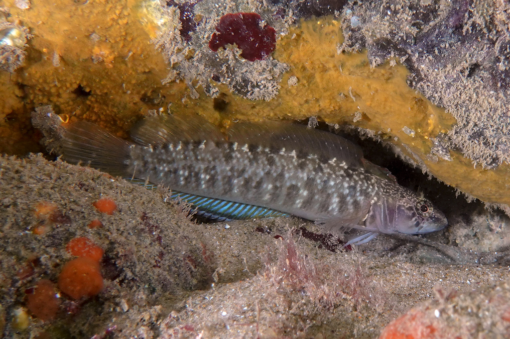 Longfinned Triplefin