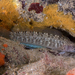 Longfinned Triplefin - Photo (c) lcolmer, some rights reserved (CC BY-NC), uploaded by lcolmer