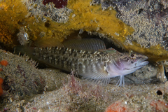 Ruanoho decemdigitatus