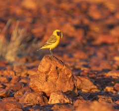 Epthianura aurifrons
