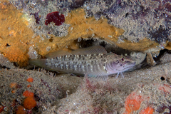 Ruanoho decemdigitatus