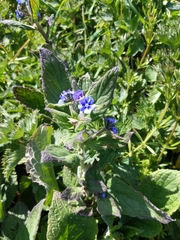 Pentaglottis sempervirens