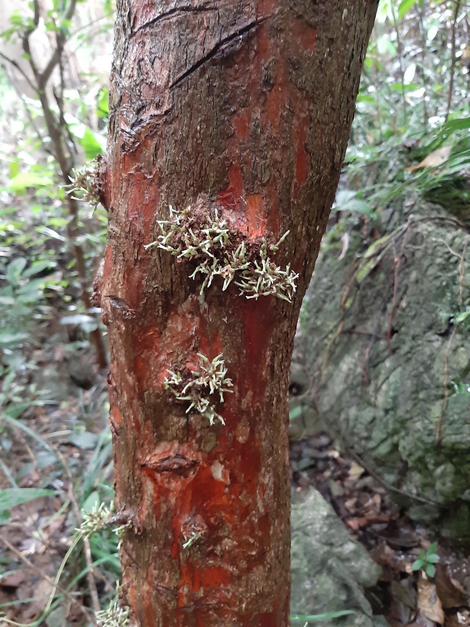 Mạy tèo (Taxotrophis macrophylla)