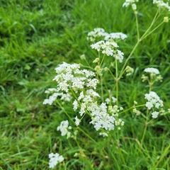 Anthriscus sylvestris