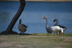 Anser cygnoides domesticus