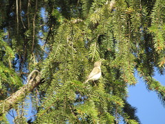 Phylloscopus collybita