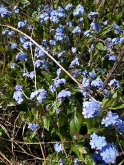 Myosotis