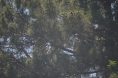 Pinus