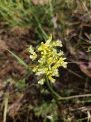 Biscutella valentina