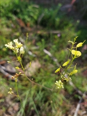 Biscutella valentina